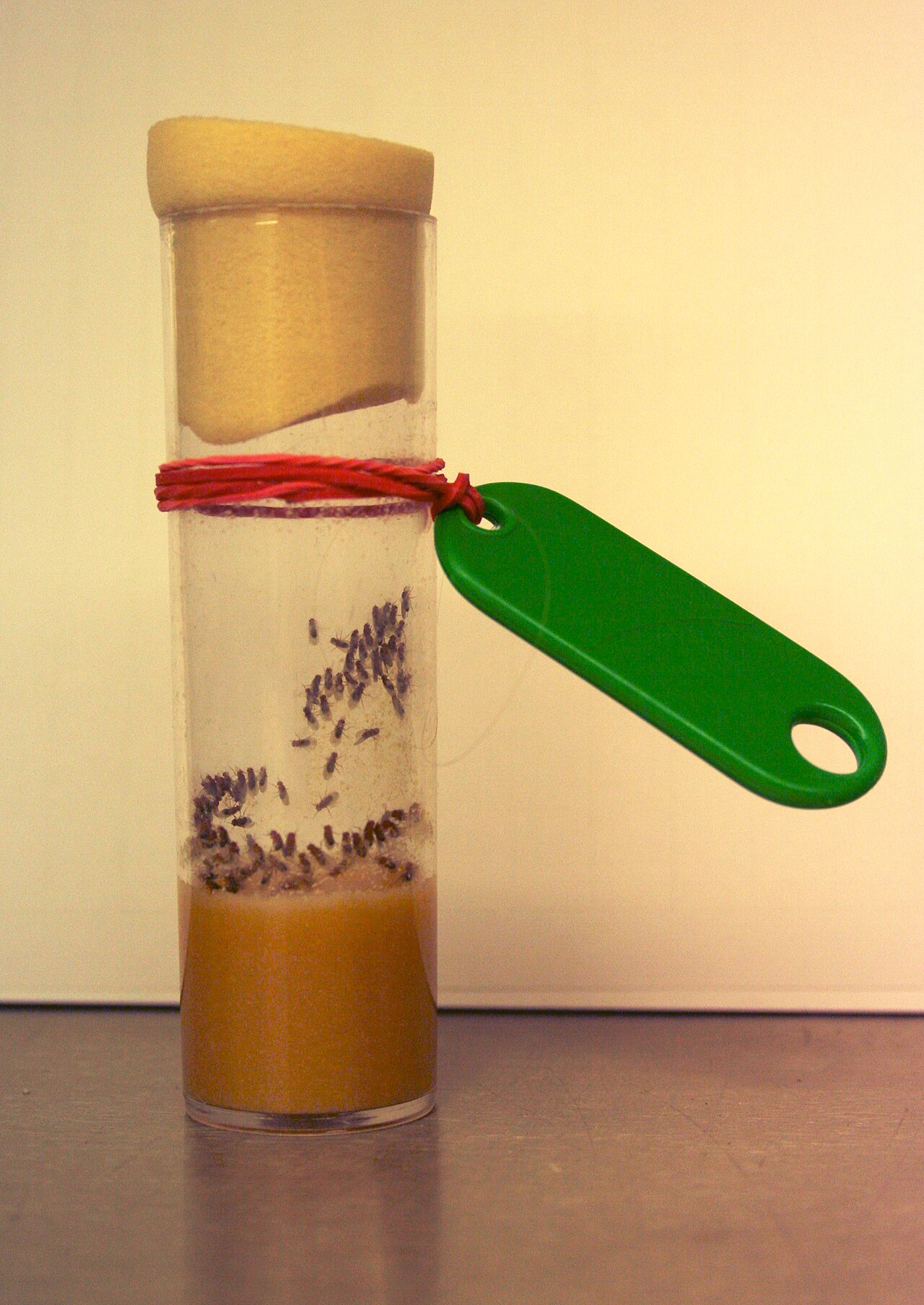 Drosophila melanogaster laboratory