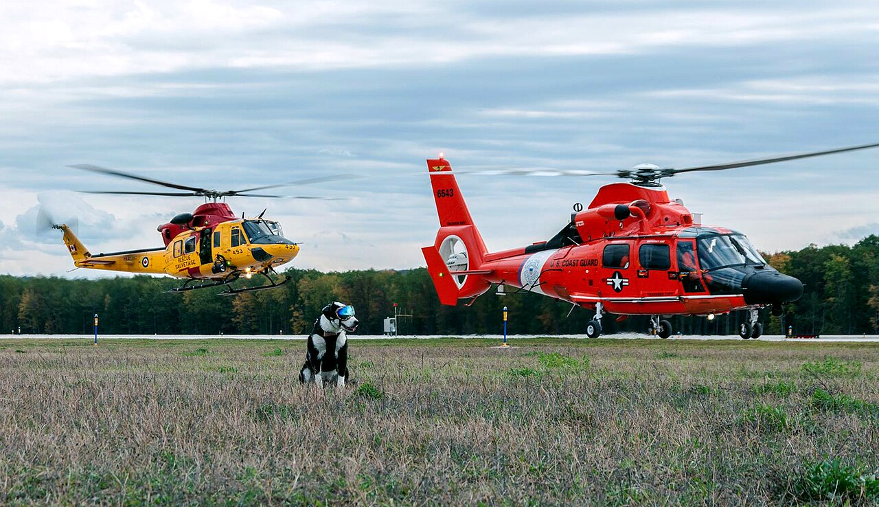 airport wildlife control