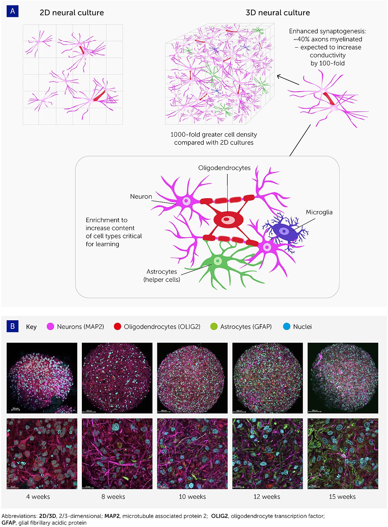 brain organoid culture dish